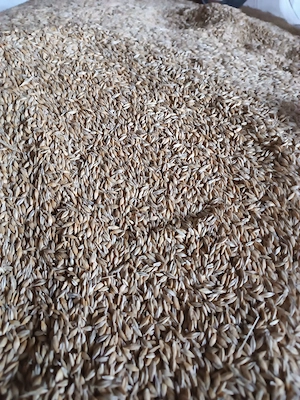 Vand  grau, triticale,orzoaica