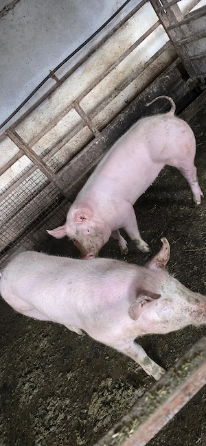 Porci de vânzare  - imagine 5