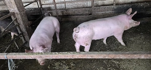 Porci de vânzare  - imagine 2