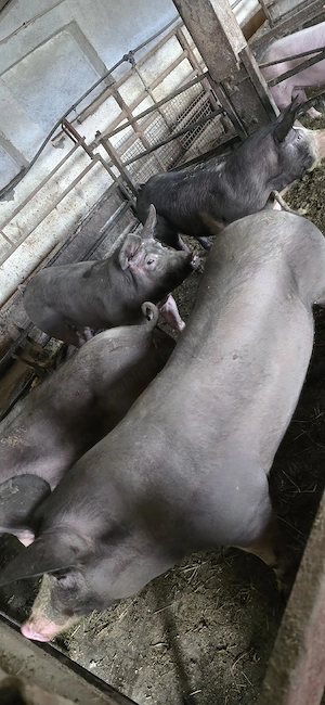 Porci de vânzare  - imagine 3