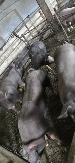 Porci de vânzare  - imagine 4