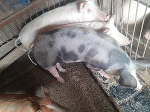 Grasuni de vanzare  - imagine 3