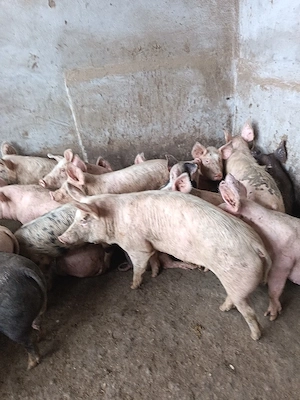 porci 40-60 kg - imagine 2