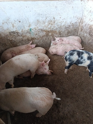 porci 40-60 kg - imagine 3