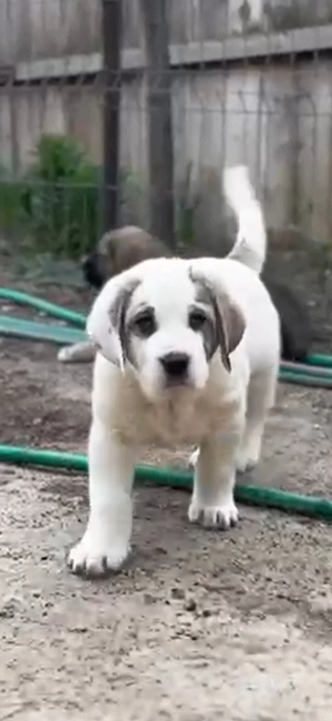 Vand Cateii Volkodav  - imagine 2