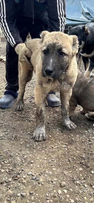 Vand Cateii Volkodav  - imagine 3