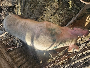 Se vinde 5 buc de la 100-140 kg si o purcea de 230kg  - imagine 3