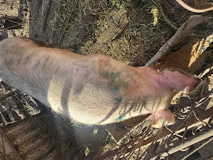 Se vinde 5 buc de la 100-140 kg si o purcea de 230kg  - imagine 2