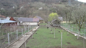 Gospodarie-4 cladiri-teren 2900mp-zona Vetel - imagine 3