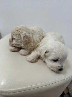 Bichon Maltese Talie Mica - imagine 5