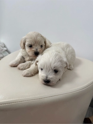 Bichon Maltese Talie Mica - imagine 3