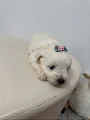 Bichon Maltese Talie Mica - imagine 2