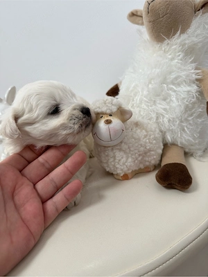 Bichon Maltese Talie Mica - imagine 4