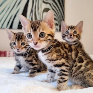 **Pisicuțe Bengal de top - Rasă pură - Preț absolut superb** - imagine 2