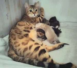 **Pisicuțe Bengal de top - Rasă pură - Preț absolut superb** - imagine 5