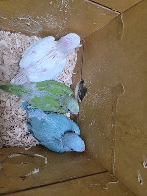 papagali micul alexandru(puișori blănzi)