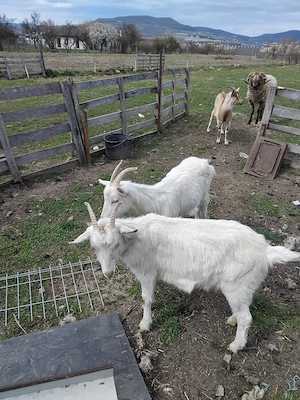 Capre de lapte Zanen 