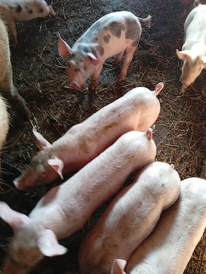 Purcei de vanzare - imagine 2