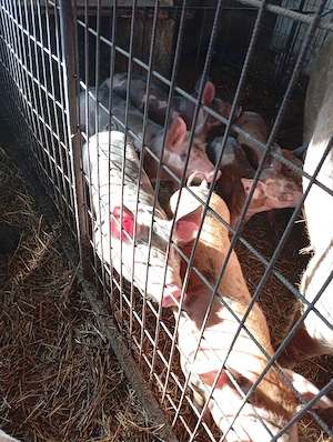 Purcei de vanzare - imagine 3