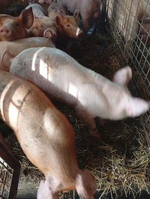 Purcei de vanzare - imagine 4