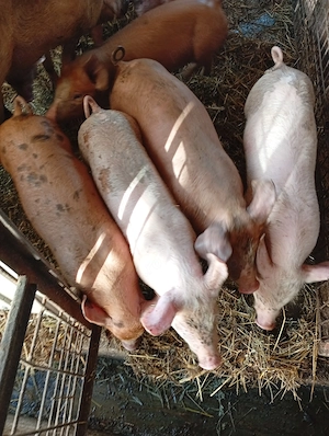 Purcei de vanzare - imagine 5