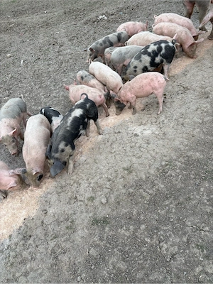 porci de carne - imagine 3