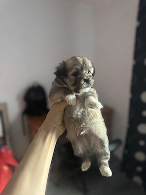 Vand pui Bichon  - imagine 2