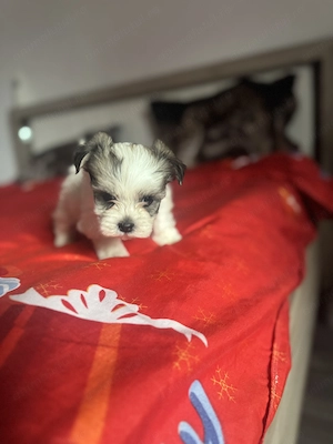 Vand pui Bichon  - imagine 3