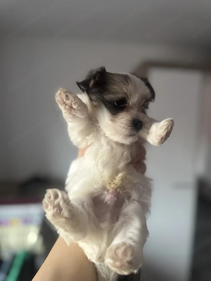 Vand pui Bichon  - imagine 5