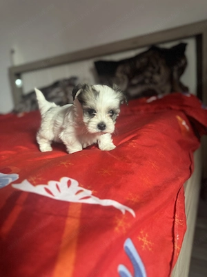 Vand pui Bichon  - imagine 4