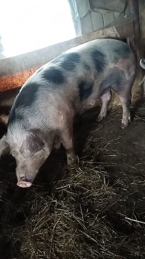 Vand porc are 250kg pret 30 mil