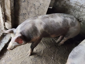 Vind porci de carne rasa pietrean 