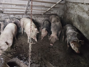 Vind porci de carne rasa pietrean  - imagine 2