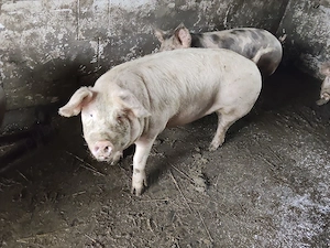 Vind porci de carne rasa pietrean  - imagine 3