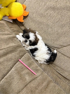 pui shih tzu - imagine 4