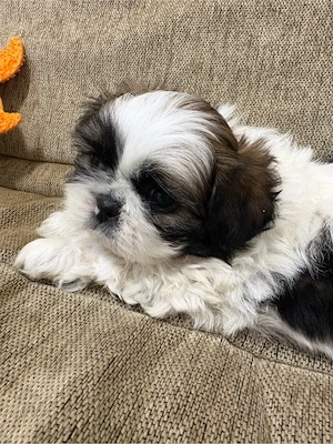 pui shih tzu - imagine 3