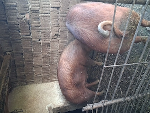 Vand porci grasi - imagine 4