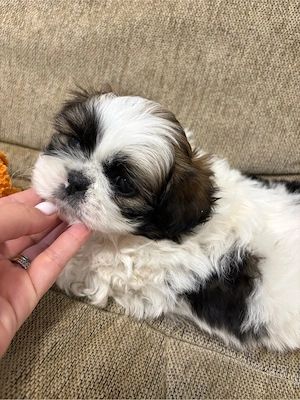 pui shih tzu - imagine 2