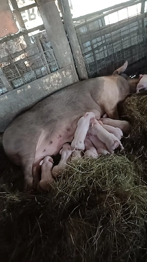 Vand purcea cu 13 porci belgiana