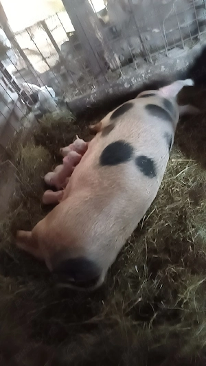 Vând purcea cu 12 porci  - imagine 2