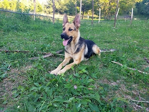 Cățeii ciobănesc german  - imagine 3