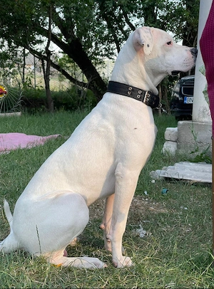 Pui Dog Argentinian rasa pura  - imagine 2