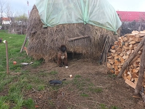 Pui ciobanesc romanesc corb, mascul, bun de paza