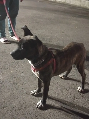 Caine de vânzare  - imagine 2