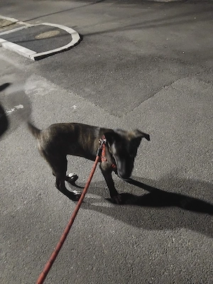 Caine de vânzare  - imagine 5