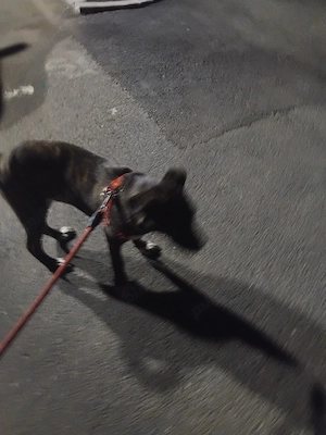 Caine de vânzare  - imagine 3