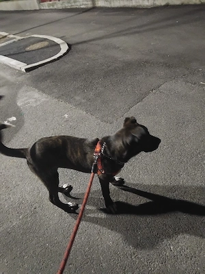 Caine de vânzare  - imagine 4