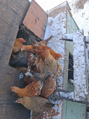  Vând 5 perechi de pitici  - imagine 2