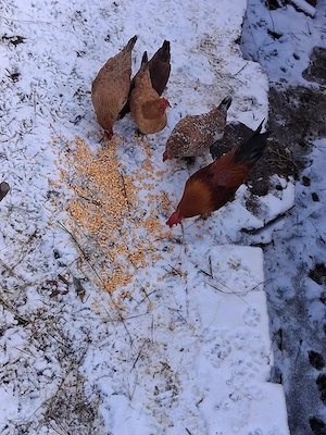  Vând 5 perechi de pitici  - imagine 3