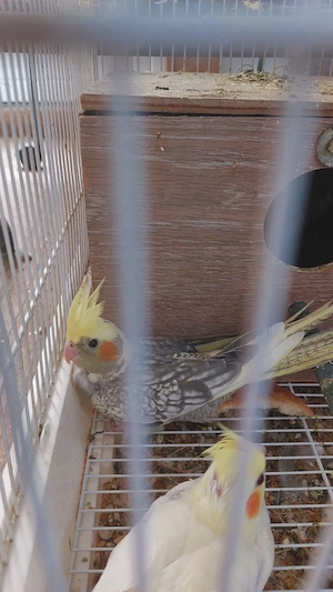 Vand pui de ninfe  - imagine 2